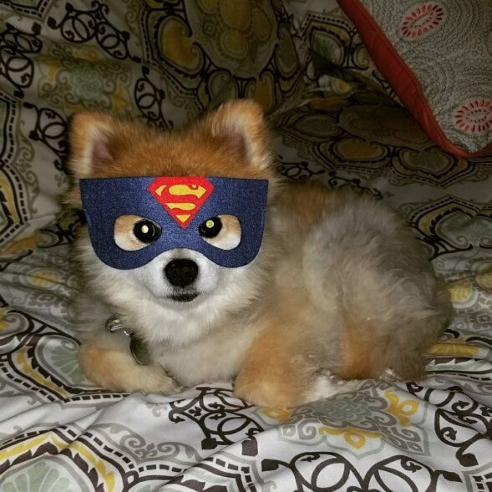 Meet your Posher, Amy